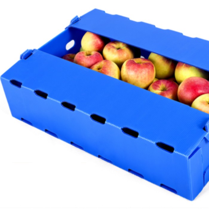 Vegetable Packaging Plastic Box