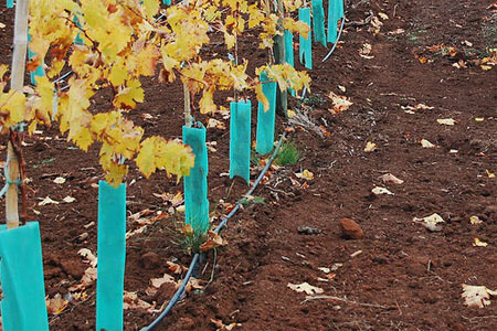 Mantis PP Corrugated Tree Guard