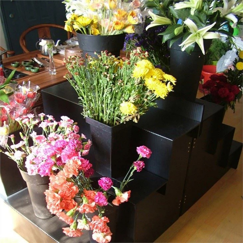 Mantis Flower Display Stands